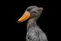 Shoebill