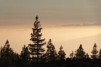 Dream world on the Teide