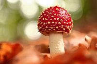 Magischer Fliegenpilz