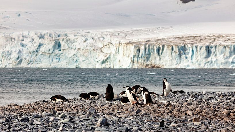 Chinstrap penguins in the Antarctic by Roland Brack