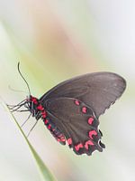 Pachliopta aristolochiae - common rose