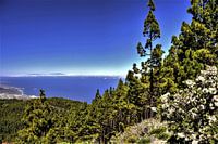 Natuur op TENERIFE    prachtige wildgroei en Kanarise dennen in helder blauwe lucht met zicht op het