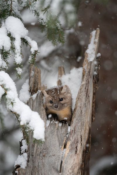 Martre des pins / Spruce Marten ( Martes americana ) regardant de sa cachette dans une vieille souch par wunderbare Erde