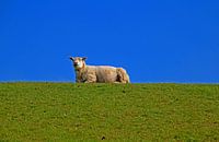 Schafe auf dem Deich