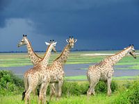 Giraffes before the storm 