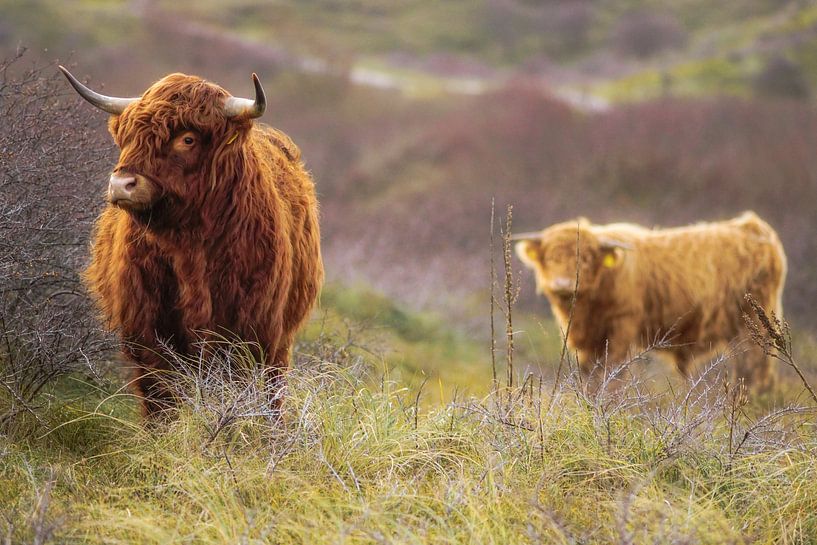 Wildlife by Dirk van Egmond