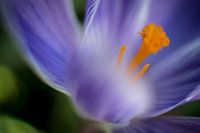 Purple and White Crocus
