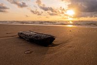 An Land gespültes Stück Streuholz Castricum aan Zee