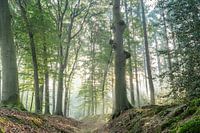 une journée dans les bois