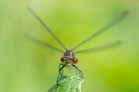 Close-up of a damselfly