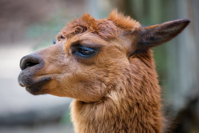 Lama brun avec beaucoup de poils sur un fond sombre par Joost Adriaanse