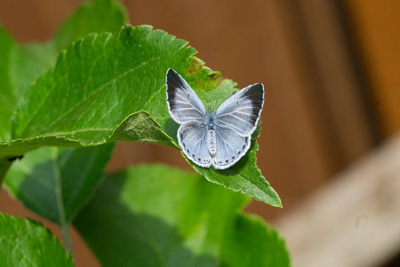 Sloth blue Celastrina argiolus on a leaf by Animaflora PicsStock
