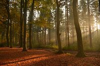 Autumn forest view with sunlight