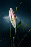 Casplantjes - Budded Lily