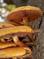 Pilze auf einem Baum