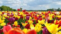 Hollandse tulpen op veld