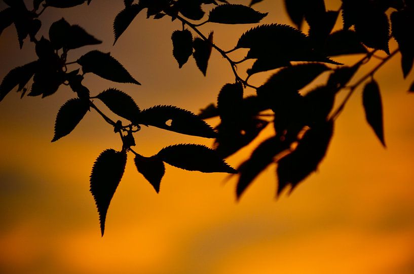Hangende takken von Susanne Hermsen