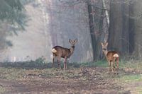 Deer in the early morning on a slightly misty forest path