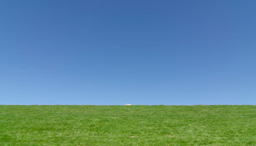 The lonely sheep. by Greet ten Have-Bloem