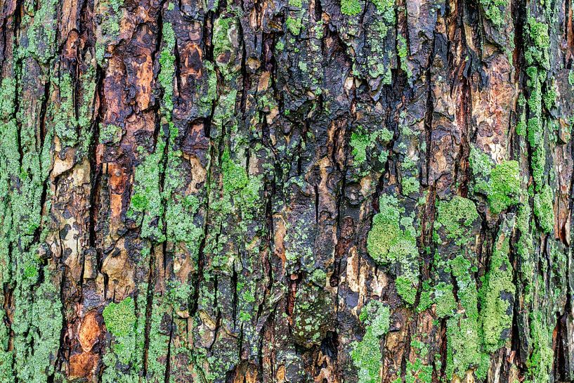 Bark #9 by Don Fonzarelli