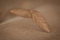 Minimalist photo of dried flower(s)