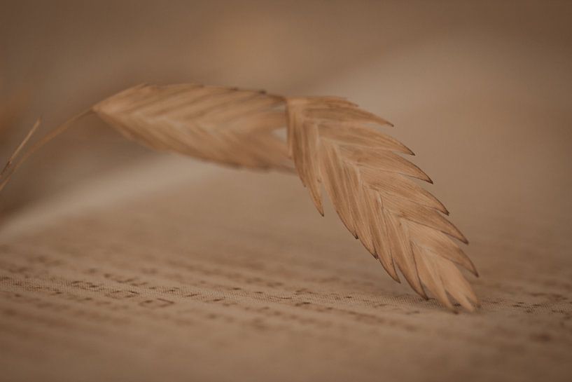 Minimalist photo of dried flower(s) by Marleen Schrijver