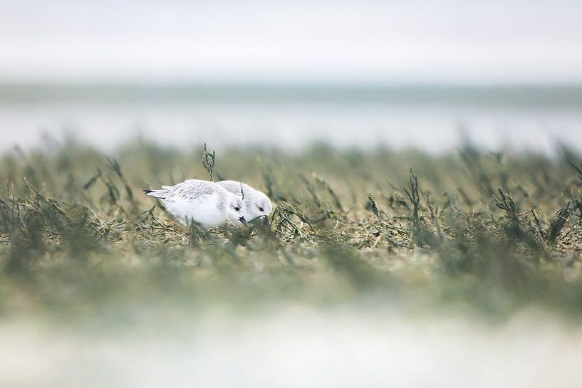 Bécasseau sanderling à Texel par Danny Slijfer Natuurfotografie