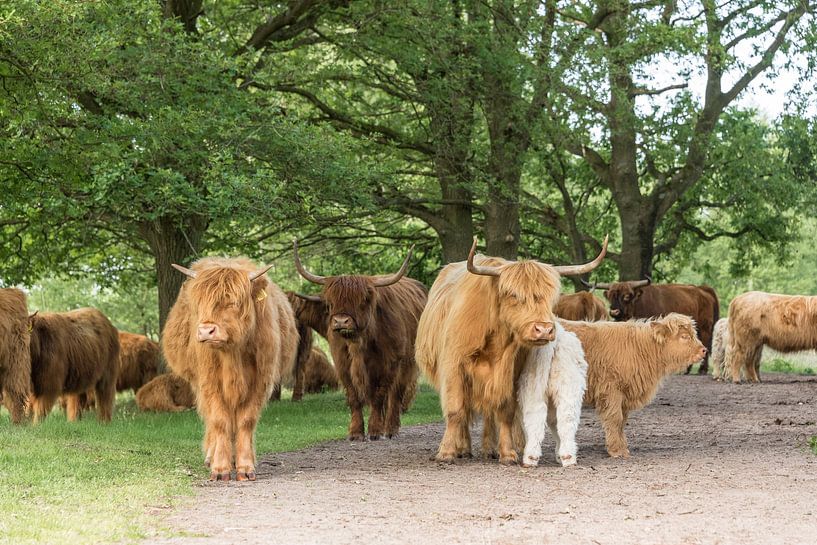 Herd of Scottish Highlanders by Ans Bastiaanssen