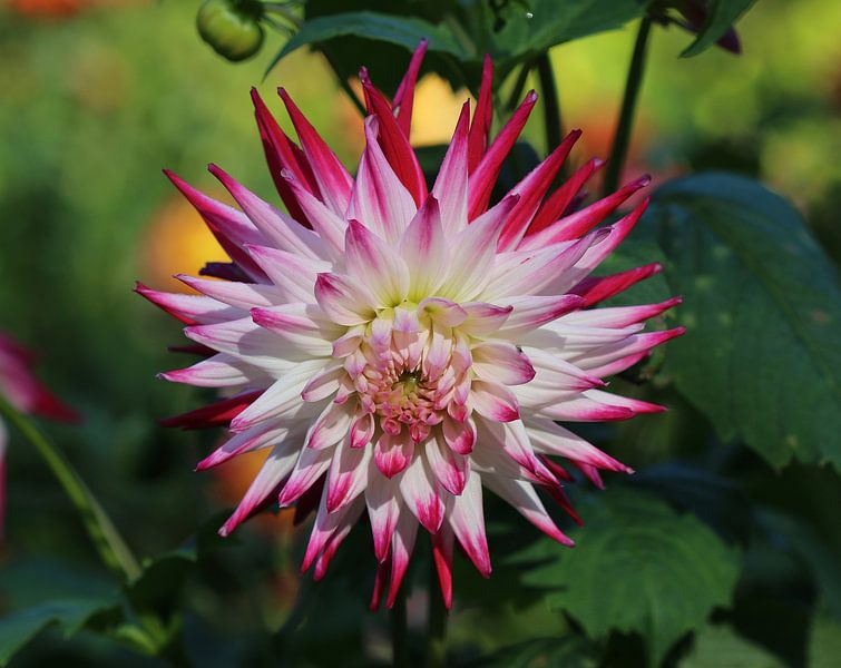 Dahlia sorbet by Matthias Brix