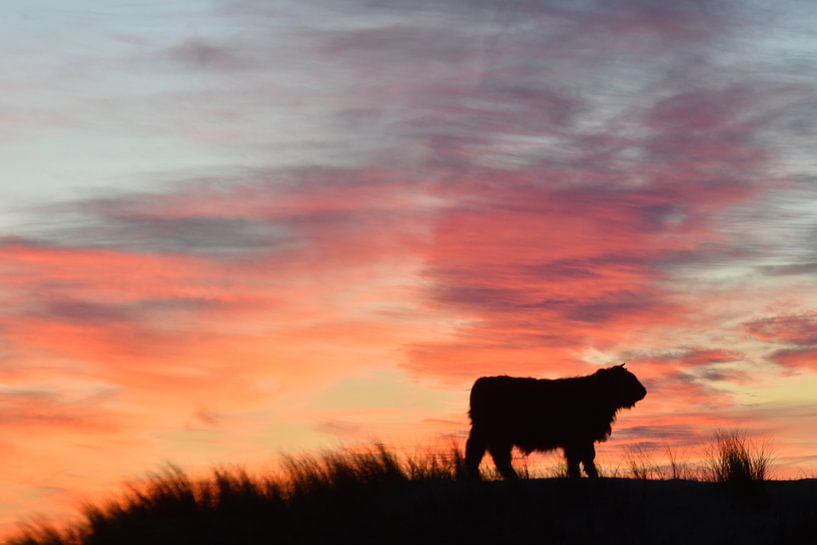 Hooglander silhouette von Evert-Jan Woudsma