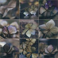 Hydrangea-collage