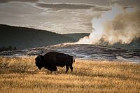 American bison in Yellowstone National Park America in front of the Old Faitful geyser