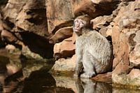 Berberaffe am Felsen