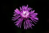 Knotweed in low key.