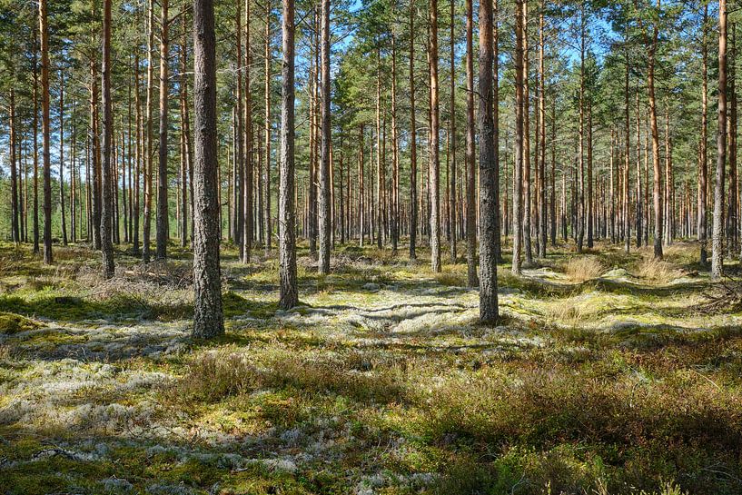 Schweden 266 von Geertjan Plooijer