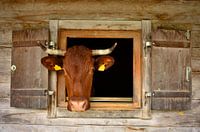 Brown cow looks out of the barn on the mountain hut
