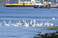 Hochzeitsmarkt Schwäne