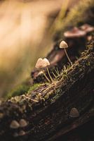 Two small mushrooms perched on an old tree stump