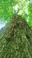Ansicht von unten nach oben vom Baumstamm aus