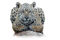 Jaguar - High Key - Pantanal - Brasilien