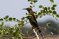 Bee-eaters