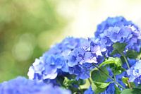 Blauwe hortensia