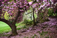 Japanische Kirsche in New York City