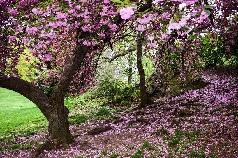 Japanische Kirsche in New York City von Alisa Visser