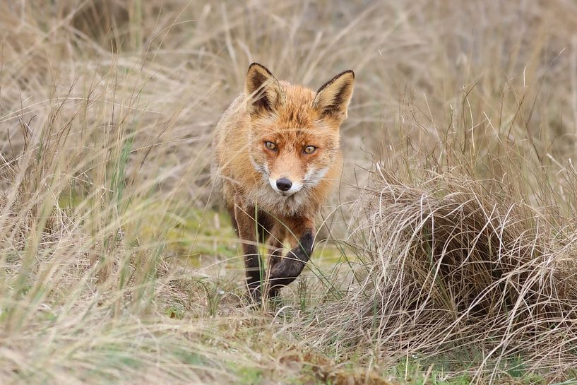 Le renard en mouvement par Isis van der Laan