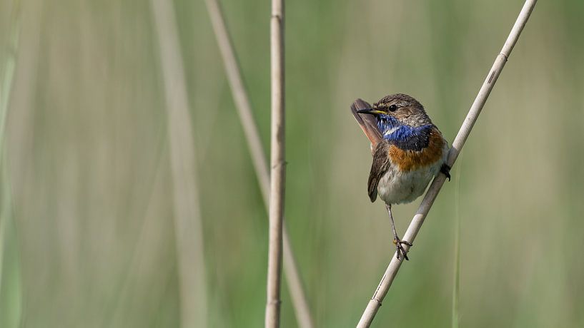 Blauwborst in het riet by Jan Jongejan