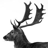 Bois de daims mâles en contraste