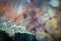 Forêt magique - Automne