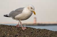 Heringsmöwe auf dem Pier von IJmuiden