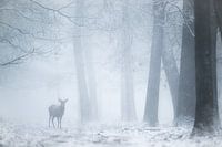 Hirsche im Nebel
